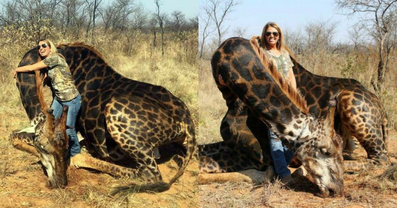 Woman receives backlash after posing with a rare black giraffe she hunted