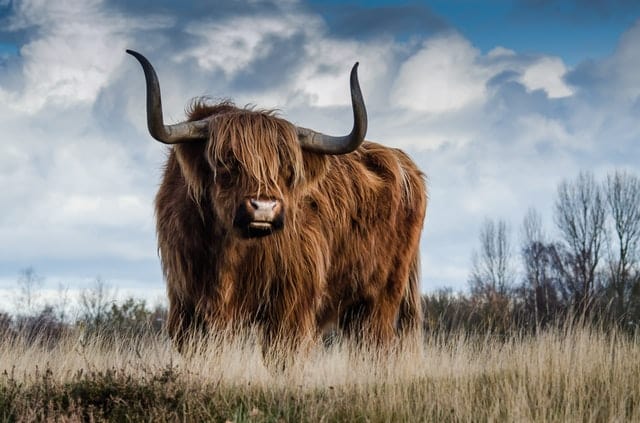 A bull (Pexels)