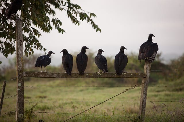 Birds (Pexels)