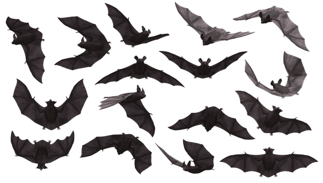 Bats (Pixabay)