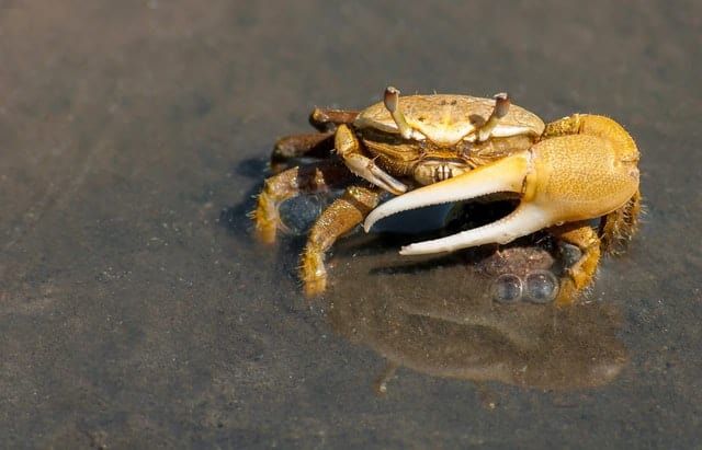Crab (Pexels)