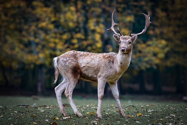 Deer (Pexels)